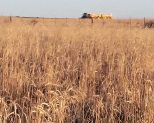 Campo en Venta – Zona Chaján 313 Hectáreas