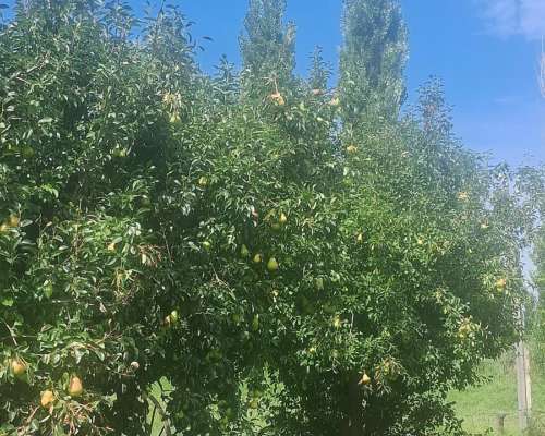 Finca en San Rafael, Mendoza