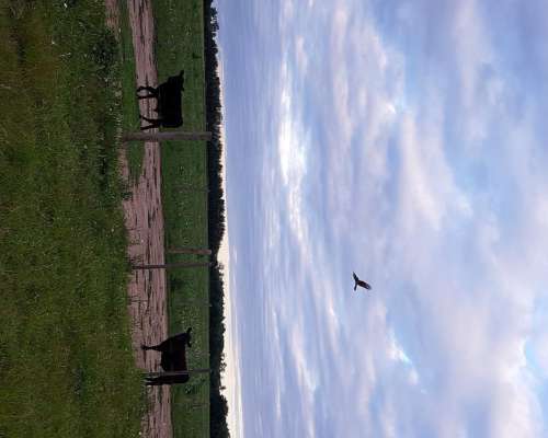 440 HA, Aptitud Mixta, Bigand, Santa FE