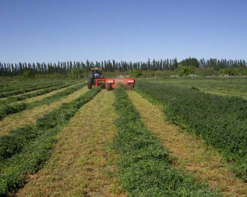 Segadora Yomel Moscato 3070