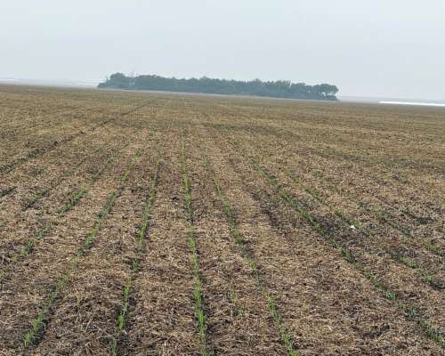 1000 Ha Agrícolas en Otumpa. Santiago del Estero.