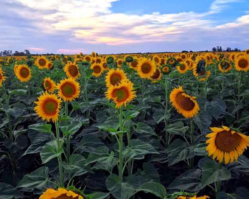 Busco Campos en Alquiler