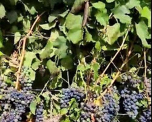 42 Ha Excepcional Finca Vitivinicola, Lavalle, Mendoza