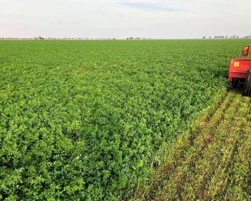 Pinto, Aguirre, Santiago del Estero - 4.593 Ha