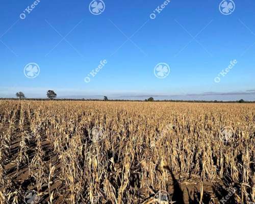 Campo en Venta de 781 Has, Cortaderas, San Luis. Campo Mixto