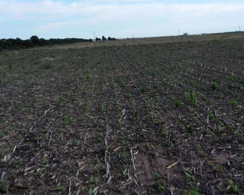 San Luis Naschel 200 Has 100 % Agrícolas