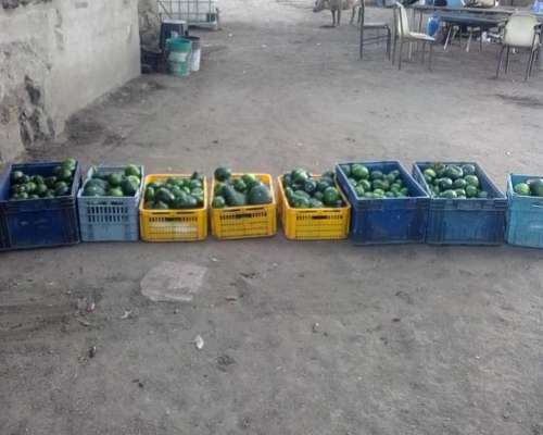 Zona Villa de Soto Campo Ganadero