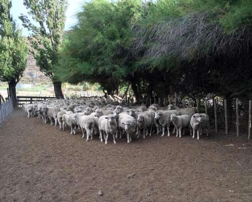 Campo Ganadero 6400 Has Telsen Chubut