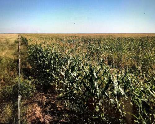 Banderas Santiago del Estero 430 Has Agricolas - Financia