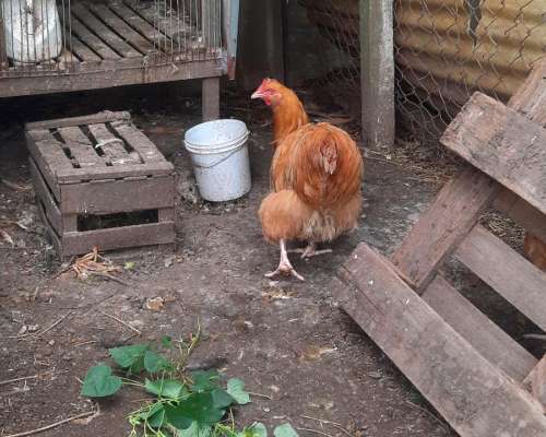 Gallos de Puros de Raza Orpintons Leonado