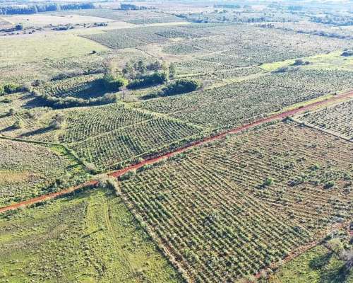 Se Vende Chacra de 48 Ha en Apostoles Misiones. 28 Ha con YE