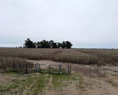La Primavera, Coronel Suarez, Buenos Aires - 210 Ha