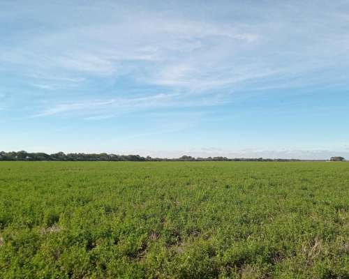 520 Ha Agrícolas en Venta Norte de Córdoba
