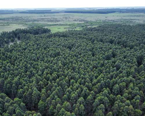 289 Has muy Buen Campo Forestal y Ganadero en Entre Ríos