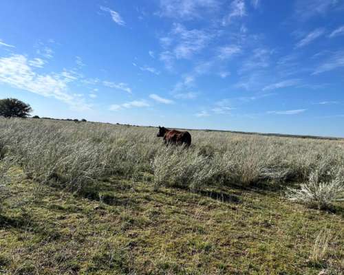Establecimiento 2580 Ha Venta