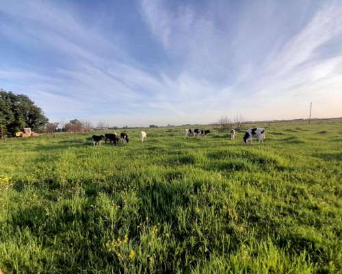 Busco Trabajo Como Tambero