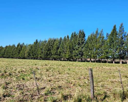 Brandsen -68 HA- Buenos Aires