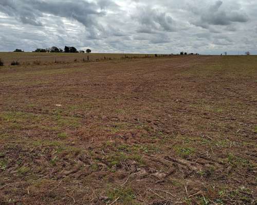 Vendo 170 Hectareas Victoria Entre Rios. 170 hectáreas. - Agroads