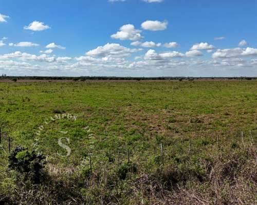 Campo Mixto. 154 HA. SA Pereira, Santa FE.