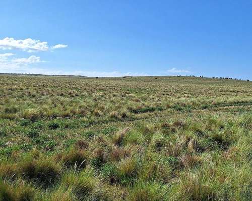 Venta 690 Has Tornquist