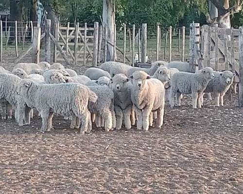 Corderas Seleccionadas para Madres