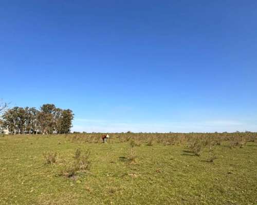 Campo Ganadero 1010 Hectareas