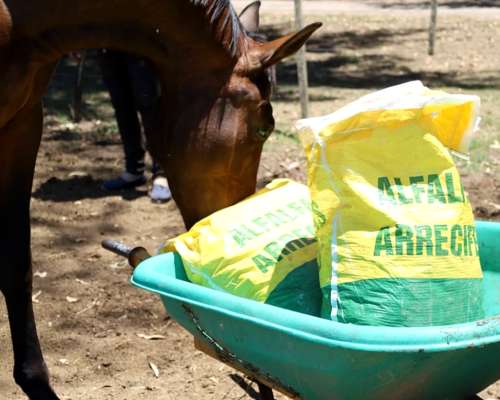 Cubos de Alfalfa 100% – Forraje Conservado Bolsa 25kg