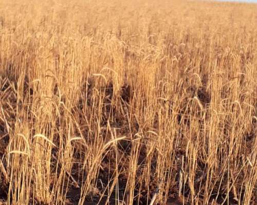 Campo en Venta – Zona Chaján 313 Hectáreas