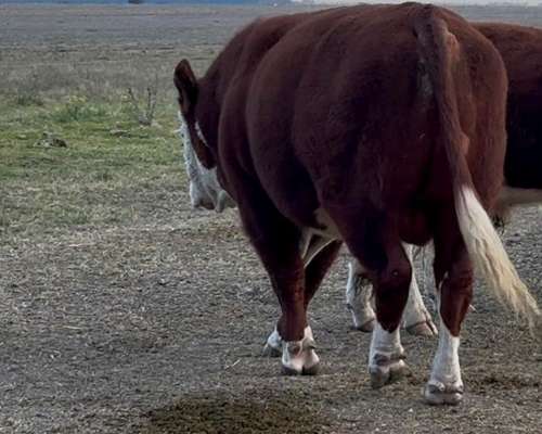 Toros P. Hereford . Excelente Estado