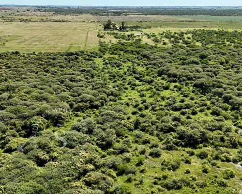 Campo Ganadero. SA Pereira, Santa FE. 1.022 HA.