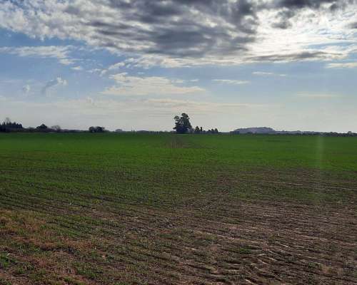 Campo Agrícola de 24,5 Hectáreas con Mejoras en San Nicolas