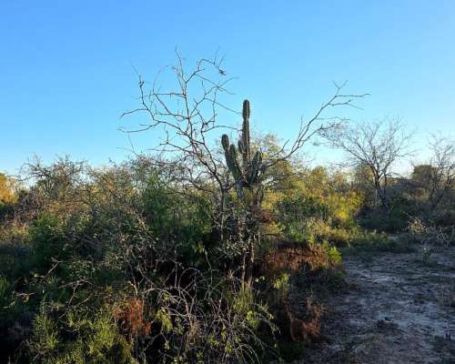 Vendo Campo en Lugones S/ Ruta 34 SGO del Estero 947 Has