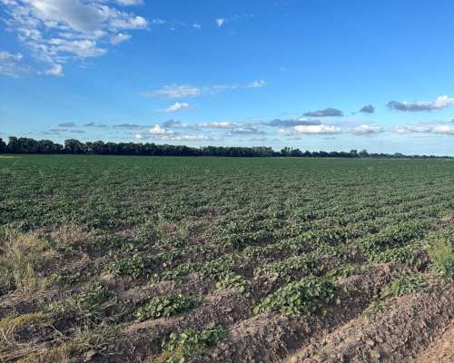 Oportunidad Campo Agrícola 60 Hectáreas