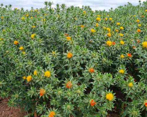 Vendo 3000 Ha Agricolas las Lajitas