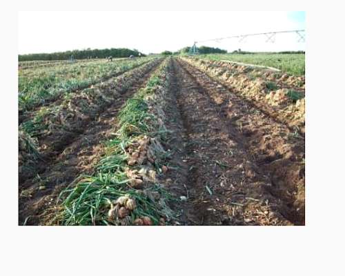 Cosechadora el Pato Bt-ac