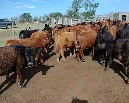 110 Terneros Invernadas 190 Kg