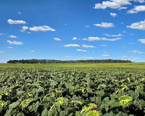 851 Has. Campo Agrícola en Tandil