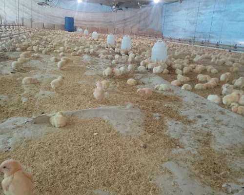 Granja Avicola Capacidad 30 Mil Pollos.
