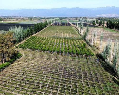 Finca en el Pastal Mendoza, 14 Ha 2232m2