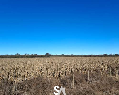 Alquila: Campo Agrícola de 1000 Ha en “EL Tala” la Pampa