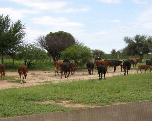 Campo en Venta Próximo a Lujan, San Luis (500 Has)