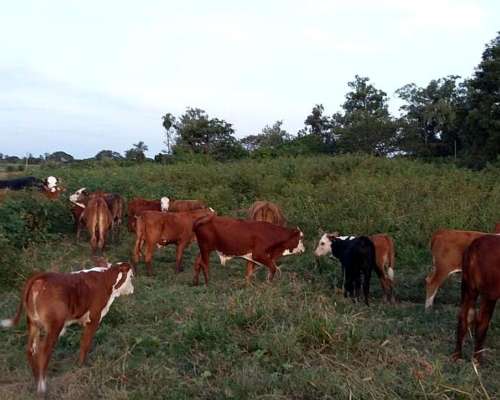 Terneros Machos y Hembras. Disponible