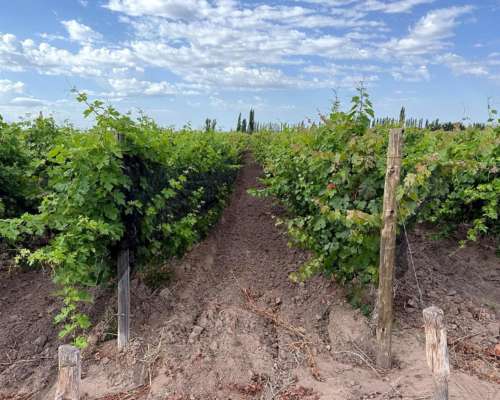 Finca 21.5 Ha en San Roque, Maipú