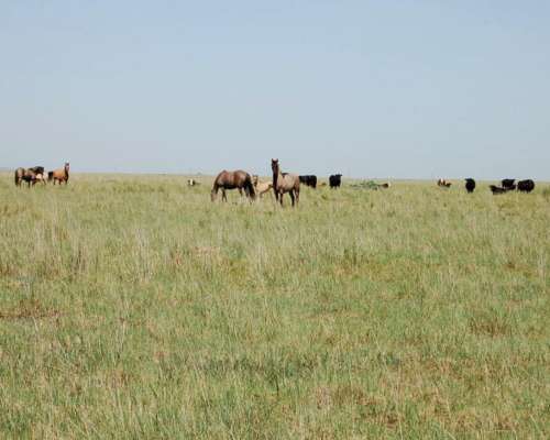 Campo en Venta Ganadero 865 Has Benito Juárez