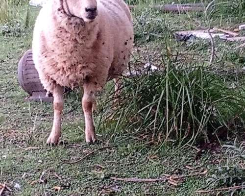 Lote de 6 Ovejas y 1 Carnero Hampshire Down