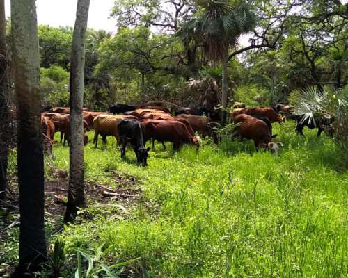 3200 Hectáreas en Departamento Pilcomayo Formosa
