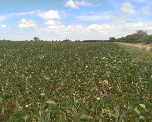 6 Has. Villa Constitución Santa FE, LUZ y Gas.