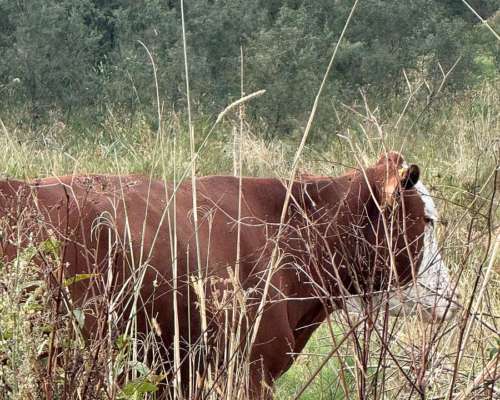 227 HA. Ganadero. Monigotes (santa Fe).