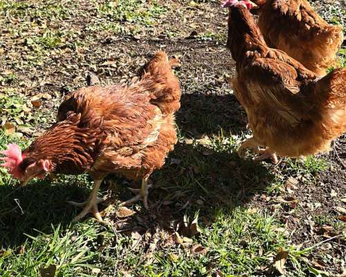 Gallinas Ponedoras en muy Buen Estado