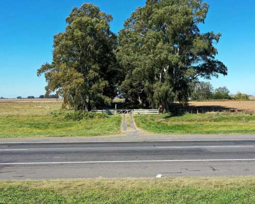 Campo Mixto 207 HA, las Flores (bs. As.)